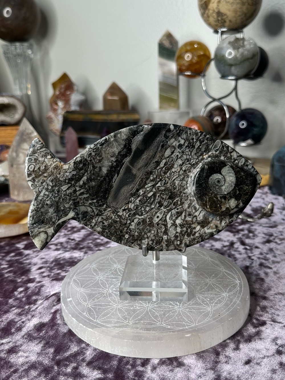 Shell Fossil Fish Bowl From Morocco